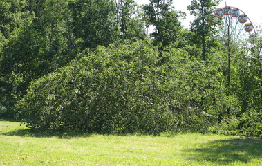 A fallen tree in the city forest park