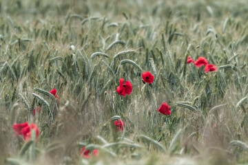 Tranquil field with red poppies and green wheat radiates beauty and harmony in the countryside