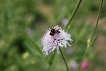A beautiful bumblebee collecting honey from a purple summer flower.