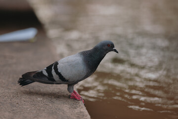 pigeon on the ground