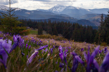 Many crocus flowers blooming in spring on the meadow in Carpathian mountains, Ukriane