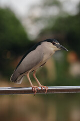 black capped kingfisher