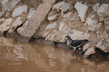 Feral Pigeon looking for fish