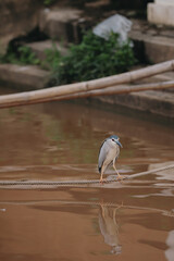 great blue heron ardea cinerea