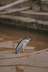 black crowned night heron looking for fish great heron in the water