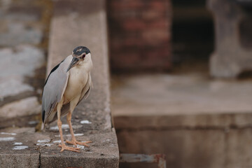 black crowned night heron looking for fish 