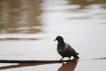 Feral Pigeon looking for fish