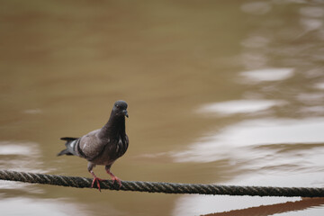 Feral Pigeon looking for fish