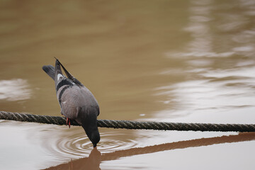 Feral Pigeon looking for fish