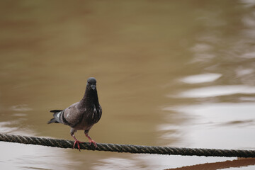 Feral Pigeon looking for fish