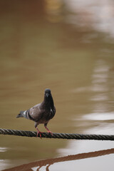 Feral Pigeon looking for fish