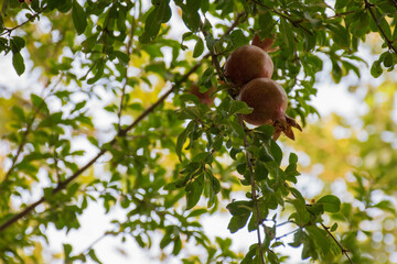 Close-up of pomegranates hanging on a tree branch with green leaves in the background