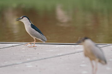 black crowned night heron looking for fish 