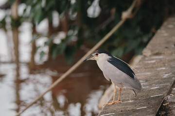 black night heron ardea cinerea