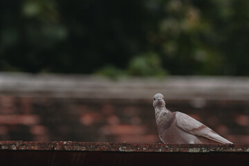 Feral Pigeon looking for fish