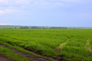 a green field and a blue sky with clouds  