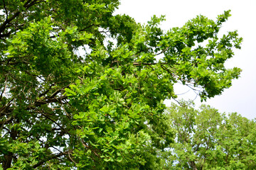 Obraz premium a tree with green leaves in a white background 