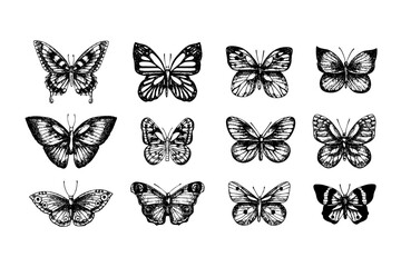 Set of butterflies vector sketch. Hand drawn illustration of insects with painted by black inks on isolated background. Monochrome graphic drawing in line art style for design, logo, tattoo, card 