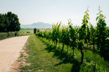 Naklejka premium Road through vineyards in the Czech Republic in summer