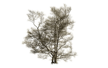 Dead tree isolated on white background.