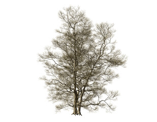Fototapeta premium Dead tree isolated on white background.