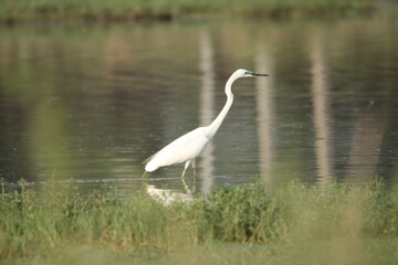 Obraz premium Medium Egret