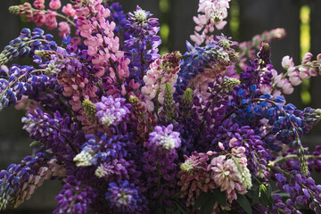 Obraz premium A bouquet of flowering Lupines in a vase (Lupinus polyphyllus). Flowering field large-leaved lupines or garden lupines in early summer, close-up with selective focus.