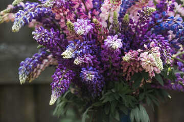 A bouquet of flowering Lupines in a vase (Lupinus polyphyllus). Flowering field large-leaved lupines or garden lupines in early summer, close-up with selective focus.