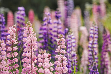 Obraz premium Flowering Lupin (Lupinus polyphyllus). Blooming field large-leaved lupines or garden lupines in early summer, close-up with selective focus.