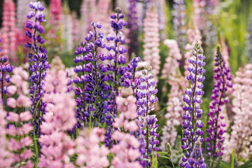 Flowering Lupin (Lupinus polyphyllus). Blooming field large-leaved lupines or garden lupines in early summer, close-up with selective focus.