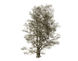 Dead tree isolated on white background.