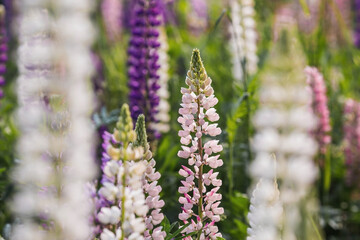 Obraz premium Flowering Lupin (Lupinus polyphyllus). Blooming field large-leaved lupines or garden lupines in early summer, close-up with selective focus.