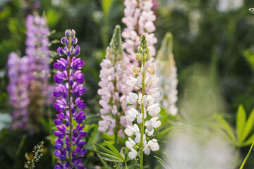 Flowering Lupin (Lupinus polyphyllus). Blooming field large-leaved lupines or garden lupines in early summer, close-up with selective focus.