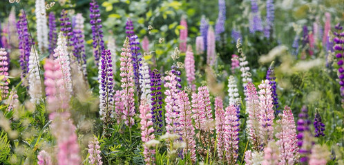Flowering Lupin (Lupinus polyphyllus). Blooming field large-leaved lupines or garden lupines in early summer, close-up with selective focus.