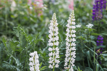 Fototapeta premium Flowering Lupin (Lupinus polyphyllus). Blooming field large-leaved lupines or garden lupines in early summer, close-up with selective focus.