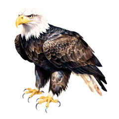Obraz premium watercolor Bald Eagle illustration