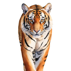 Fototapeta premium watercolour clipart illustration Bengal Tiger