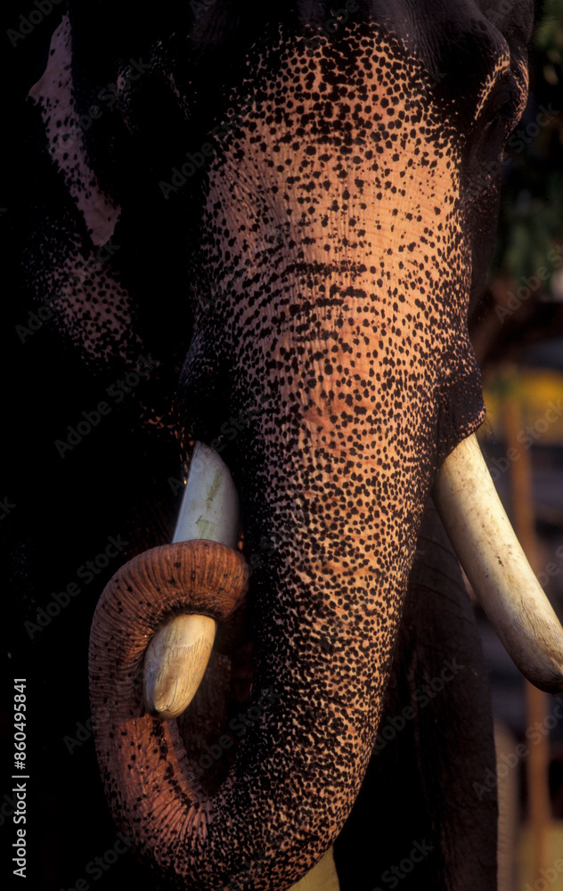 Wall mural INDIA KERALA THRISSUR POORAM ELEPHANT FESTIVAL