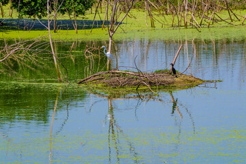 White and black crown birds in the lake with green background.  Clicked at Vedanthangal birds sanctuary, Tamilnadu, South India, India.