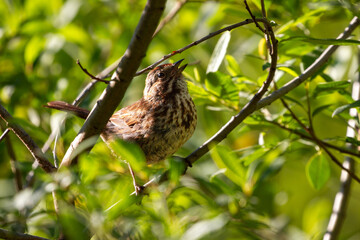 Singing Song Sparrow in a tree