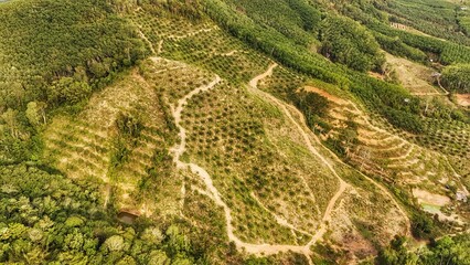 Aerial view forest in countryside and beautiful sky.The big green forest looks fresh Gives a cool feeling. Top view, farmer industry and agricultural crop, harvest season. Nature feeling relax holiday