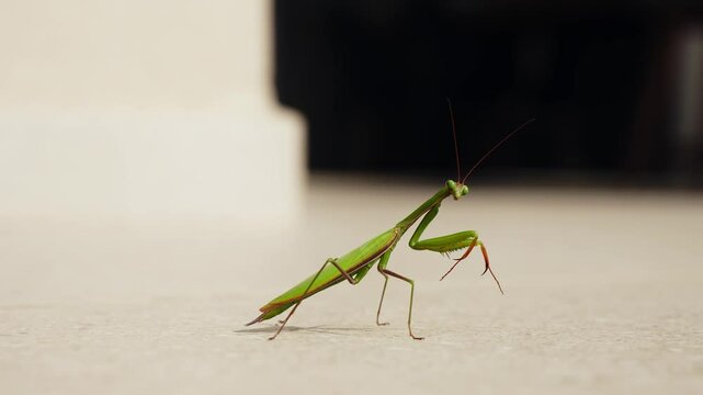 Green European praying mantis on the floor