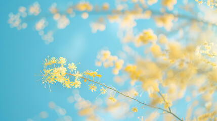 Mimosa flowers on a tree with blue sky : Generative AI