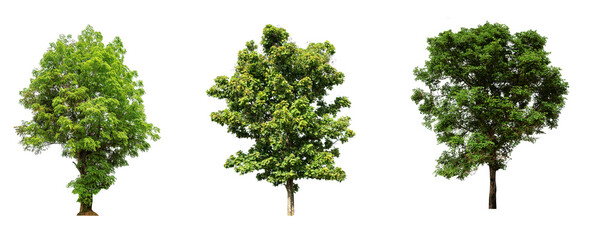 Jungle rain forest big trees set on transparent background