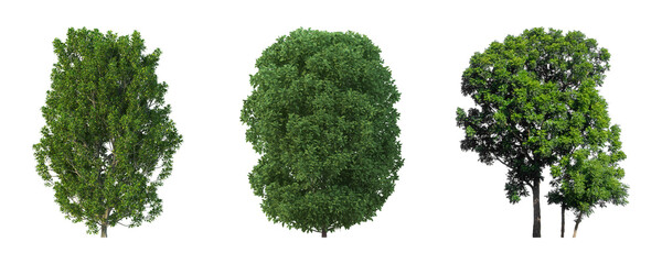 Cutout  green trees collection on transparent backgrounds