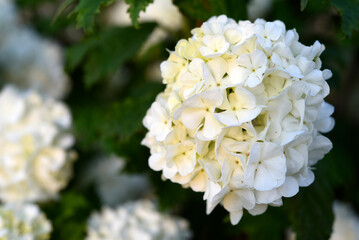 Viburnum vulgaris buldenezh. Hydrangea. White flowers on a green bush.