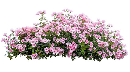 Obraz premium Cutout pink flowers Flower bed isolated on white background Flower bush for garden design or landscaping High quality clipping mask : Generative AI