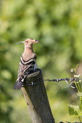 Wiedehopf in der Natur