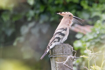 Wiedehopf in der Natur