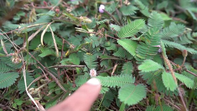 Effect of touch on the leaf of Mimosa pudica, touch-me-not, sensitive plant.